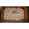 garlic box 10kg